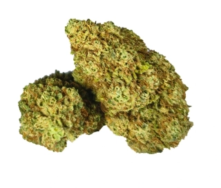 BZ1 - (GLASSHOUSE) - Technické konopí - CANNABIS SATIVA L. INDUSTRIAL HEMP -  k dalšímu zpracování 